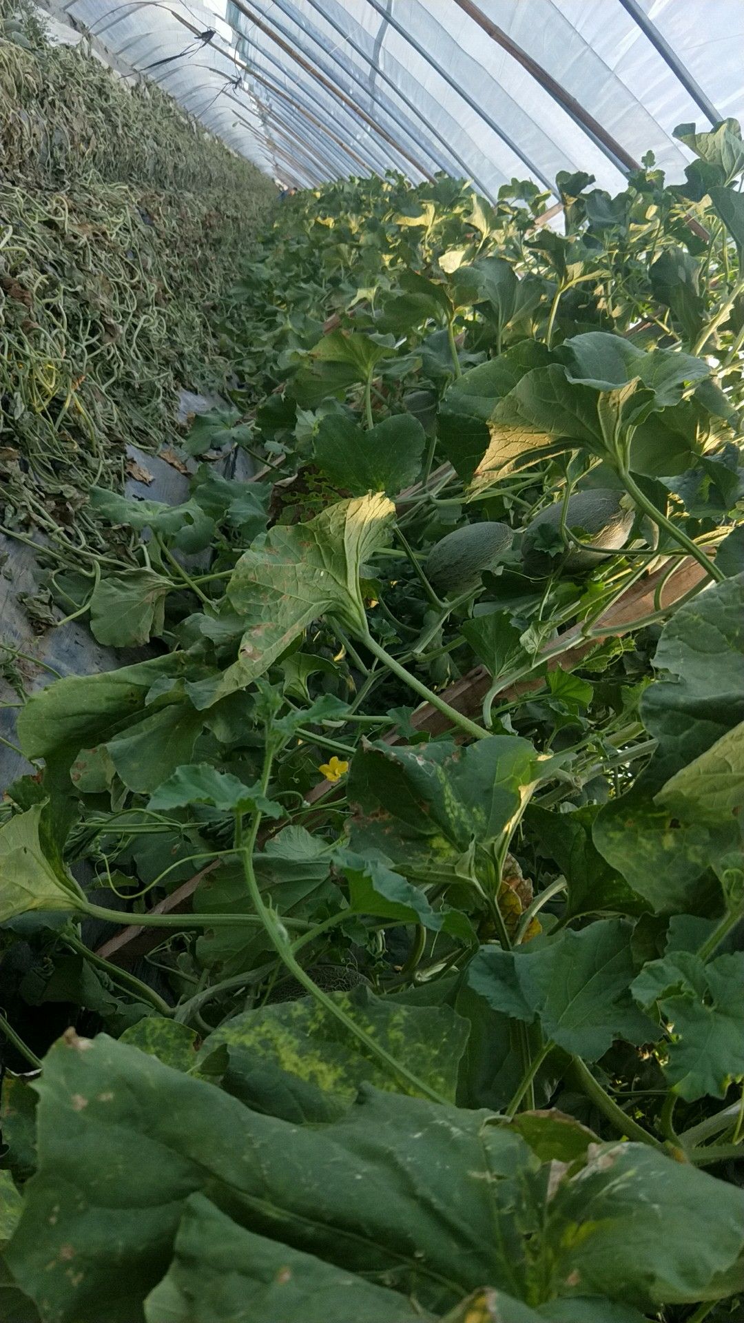 网纹蜜瓜 又甜又脆，价格便宜