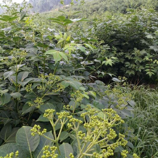 罗城县 有收购吴茱萸的老板准备