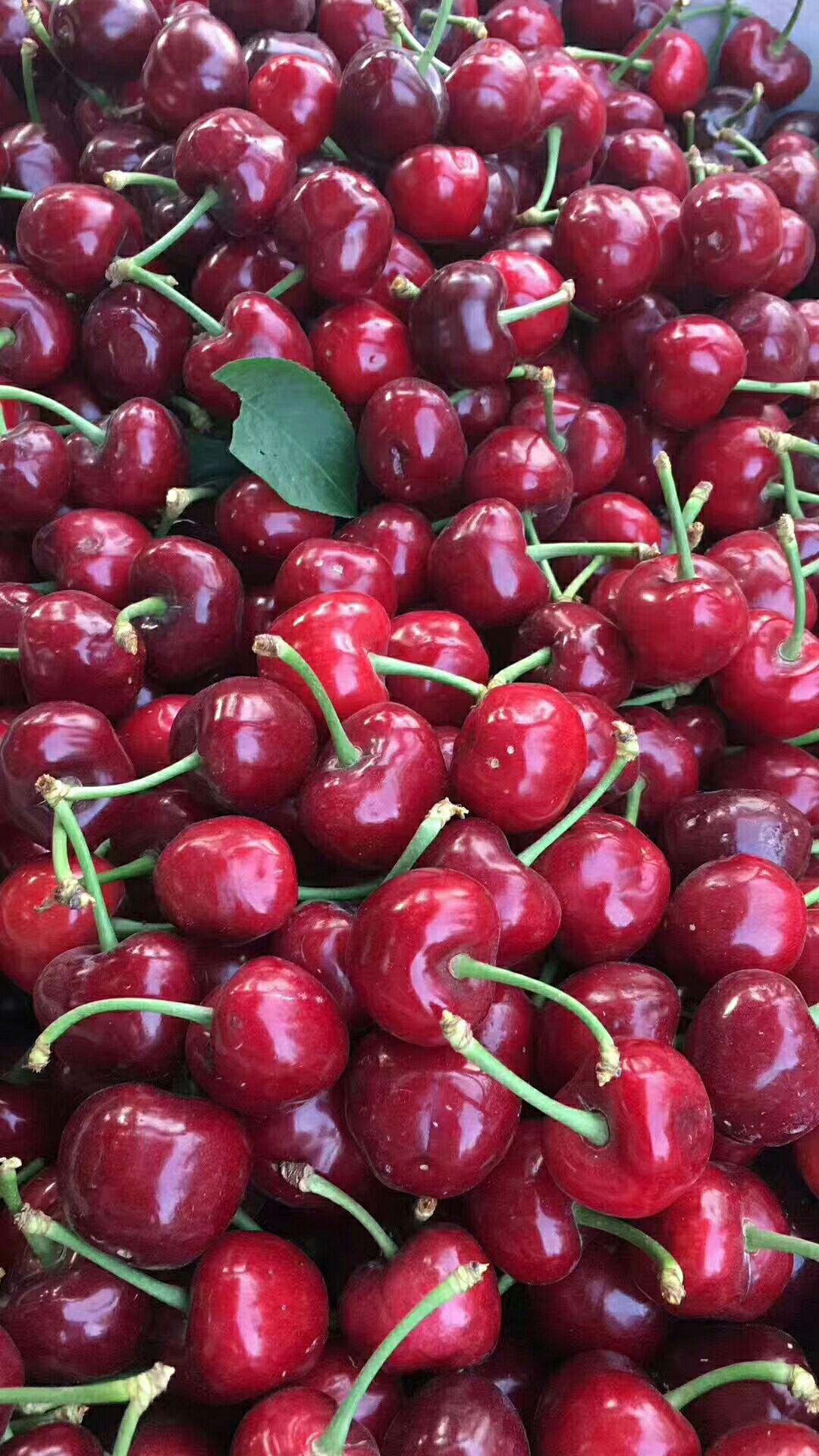 供应大厅  水果 樱桃 商品属性 品种名:美早樱桃 果径:28-30mm 单颗重