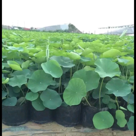 安新县荷花盆栽