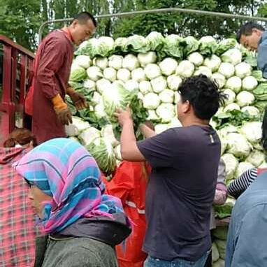 黄心大白菜 加班装3车，看来外面行情可以，需要的联系