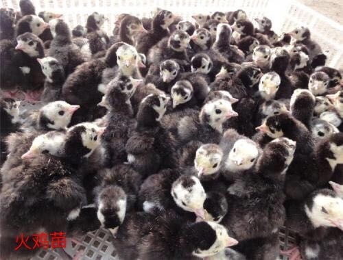广州 贝蒂娜火鸡苗  全国发货  包打出壳疫苗  运输包活