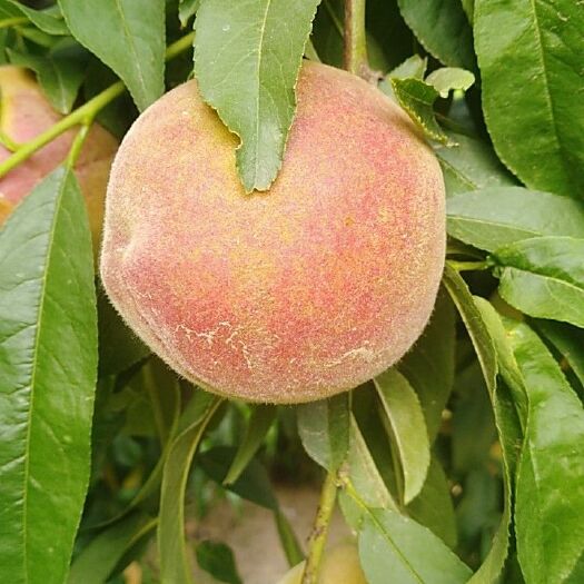 新郑市黄金蜜1号 个大口感好，