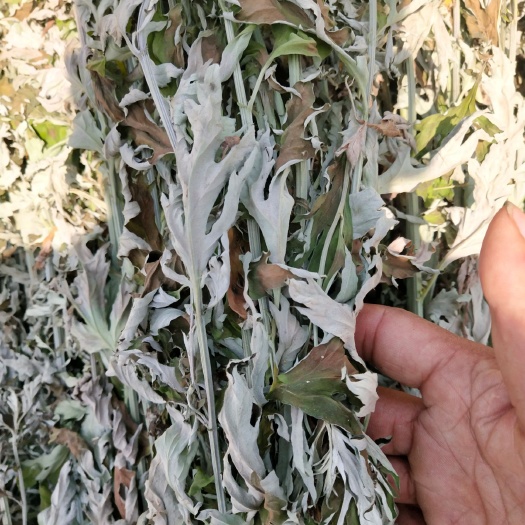 信阳全棵干艾草:无杂草无霉变，含叶量大，源头供货