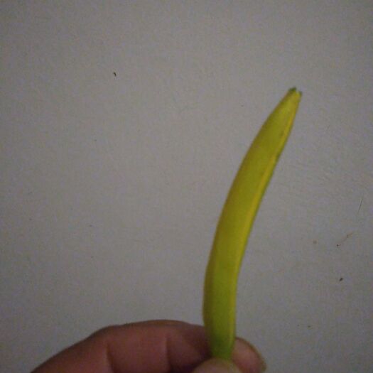 灵宝市 黄花菜大量上市