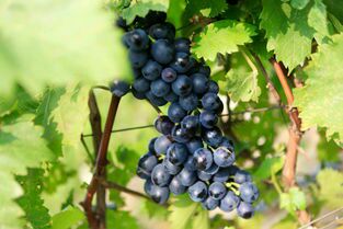 酿酒葡萄 0.4-0.6斤 5%以下 1次果