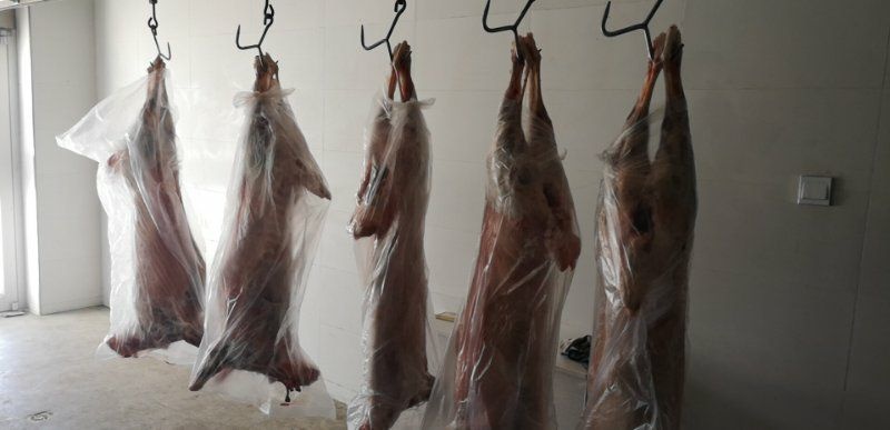 察右中旗内蒙古绵羊  内蒙古乌兰察布绵羊