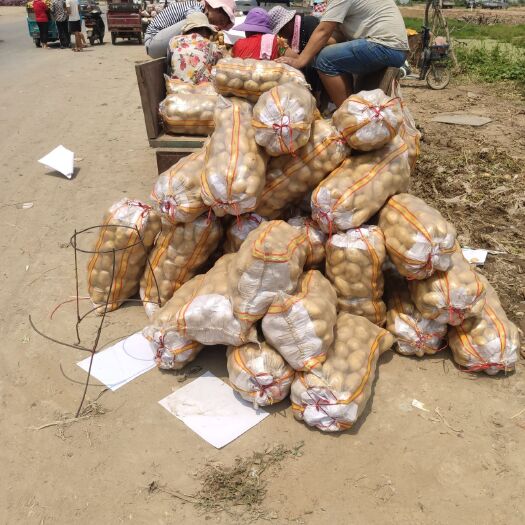 通许县 土豆大量上市，价格便宜，品质保证