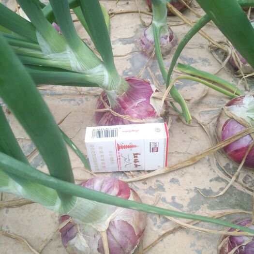 靖远县 甘肃，靖远洋葱长势良好，即将上市，有销路的老板抓紧时间