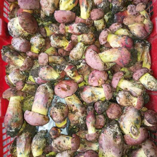 丘北县红葱菌 各种野生菌上市