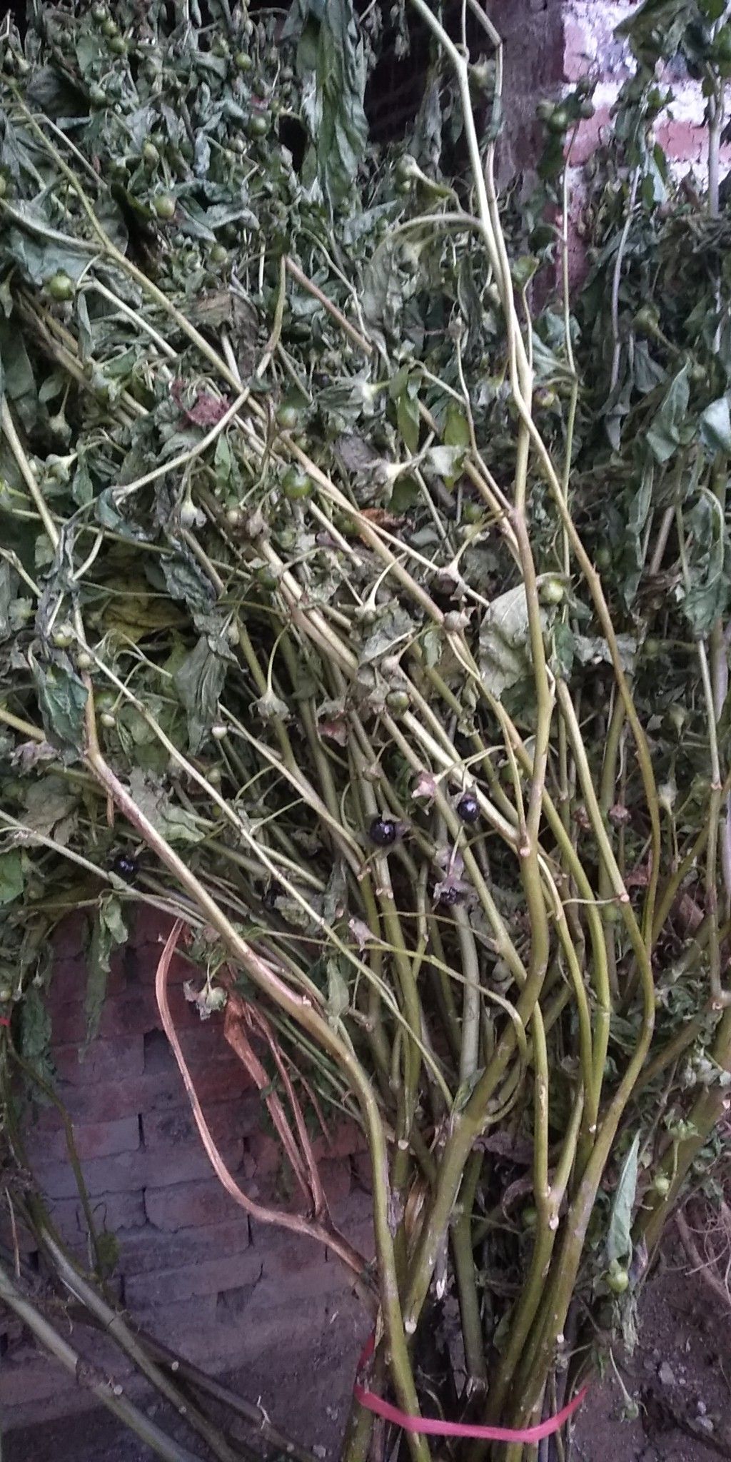 颠茄草