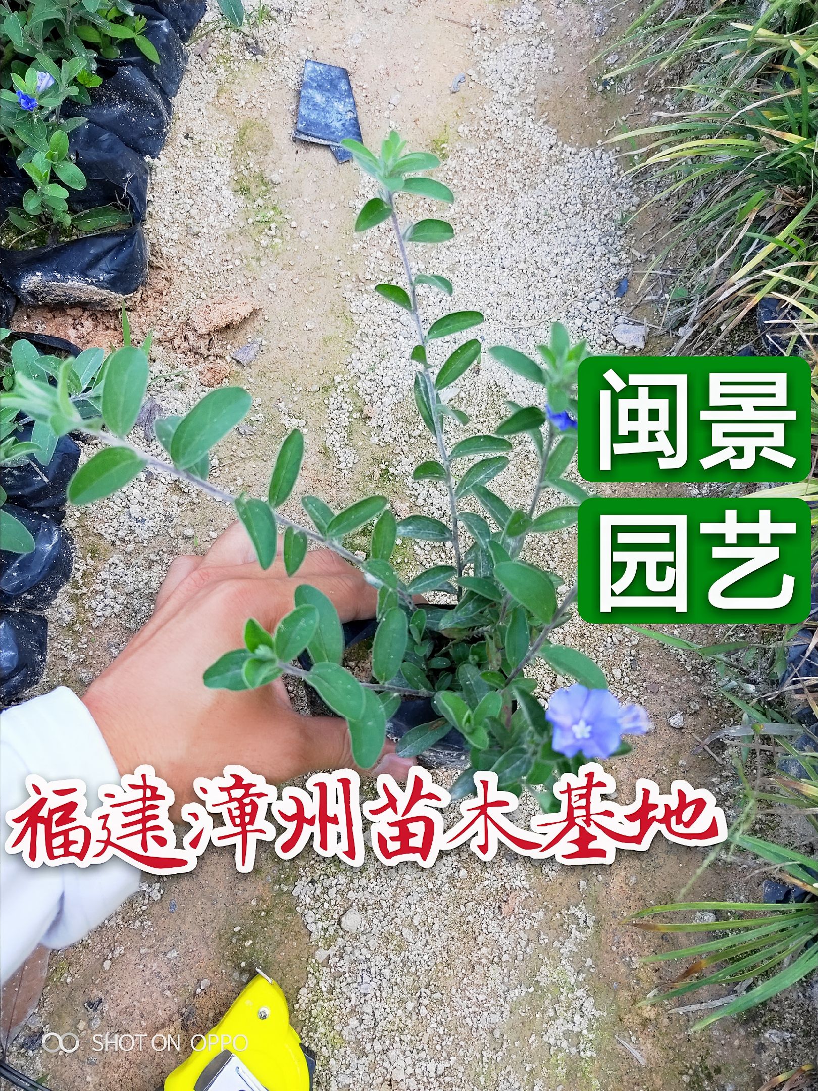 漳州 蓝星花高15到20厘米福建漳州苗木基地
