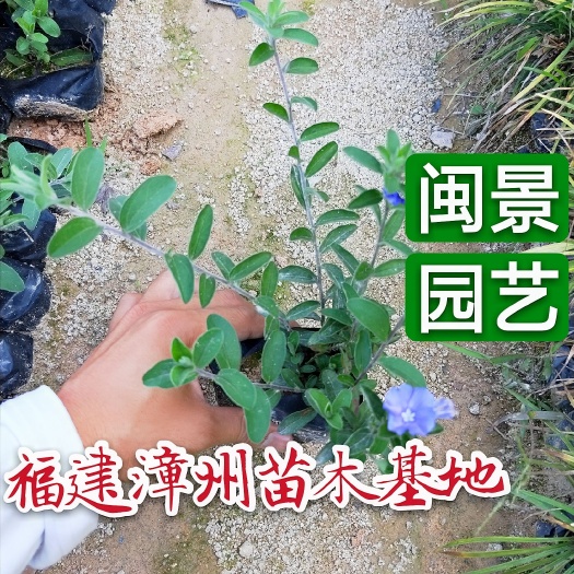  蓝星花高15到20厘米福建漳州苗木基地