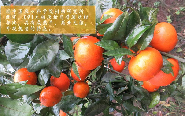 简阳市091无核沃柑苗 无核沃柑苗 可签合同 软枝小叶香橙粘木