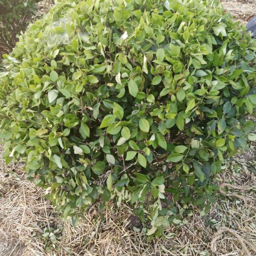 兰陵县金森女贞球精球