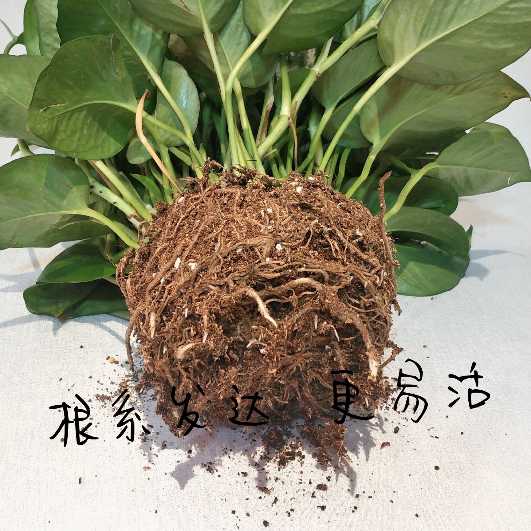 [绿萝批发] 大盆绿萝价格8.1元\/盆 1盆起批