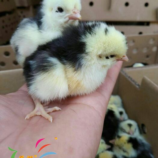南宁贵妃鸡鸡苗  贵妃鸡