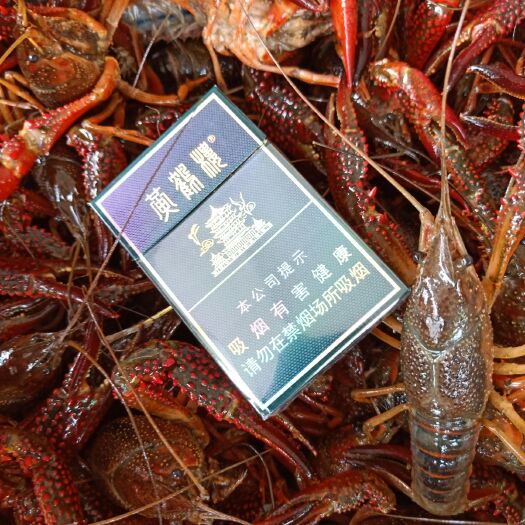 潜江市潜江小龙虾 虾苗
