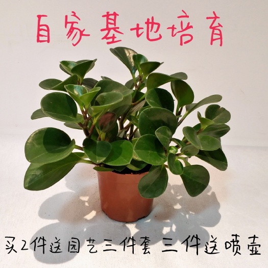  豆瓣绿  碧玉