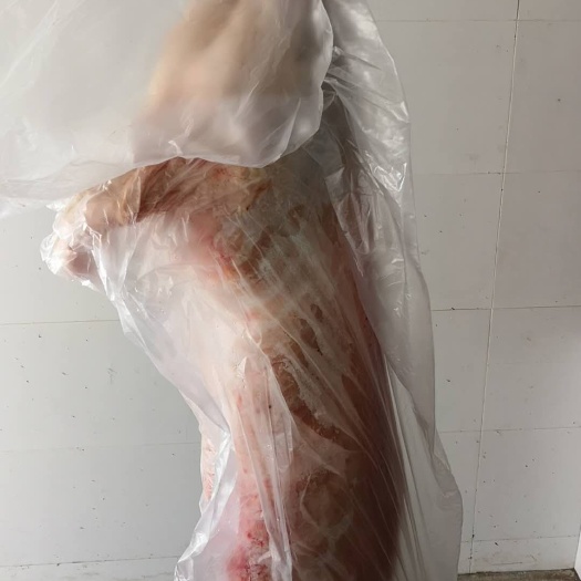 察右中旗 内蒙古羊肉