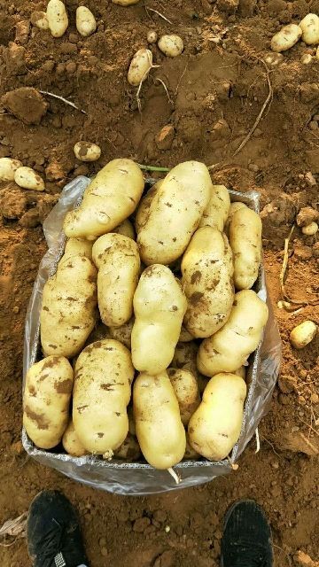 荷兰15  ，沃土.806土豆。定州荷兰十五土豆大量上市中！
