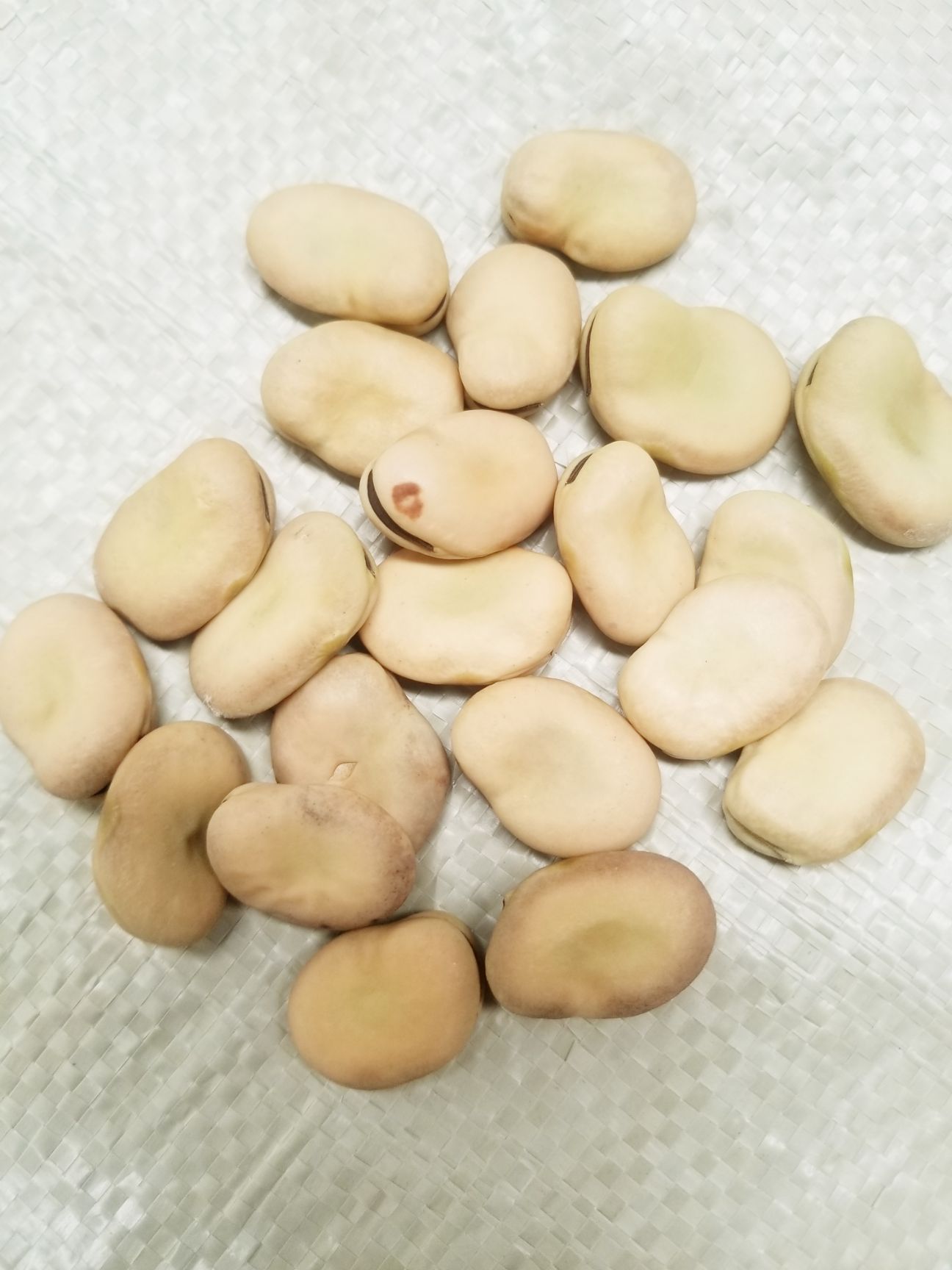 干蚕豆