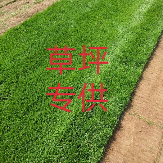 石家庄 优质早熟禾草坪
