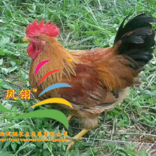 南宁 文昌鸡苗