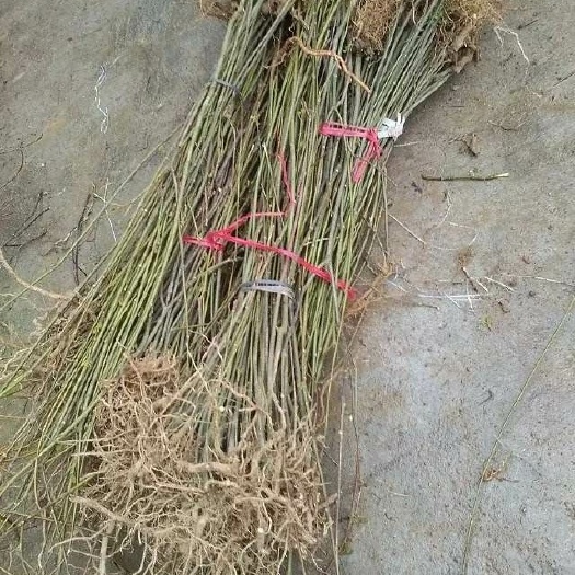 樟树市 双金苗圃，精品系列。高产中花吴茱萸。