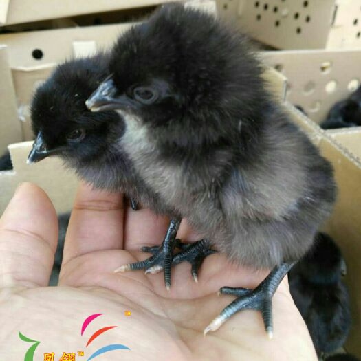 南宁五黑一绿鸡苗 五黑鸡