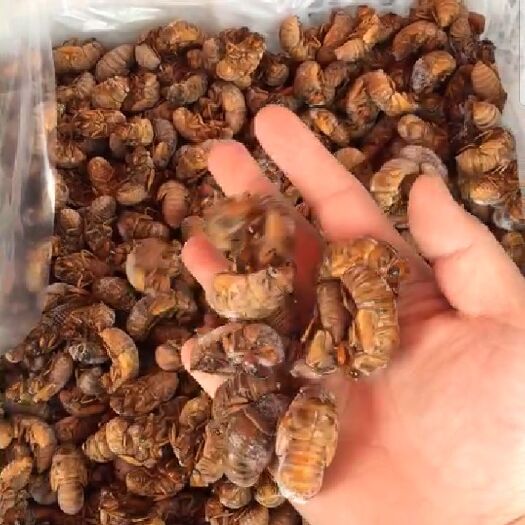 宁陵县 金蝉，有唐僧肉之说，营养价值，高蛋白食物。