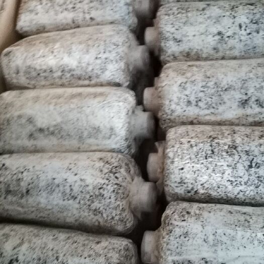 汉中菌棒（不含菌种）  石斛小菇萌发菌菌种