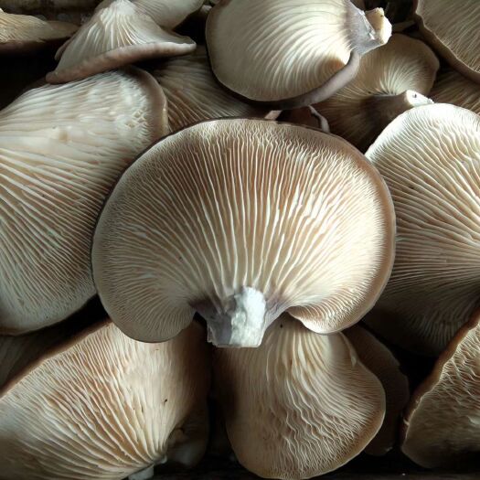 鲍鱼菇 大量上市，有鲜货，有盐渍菇，可供电商，超市，食品厂。