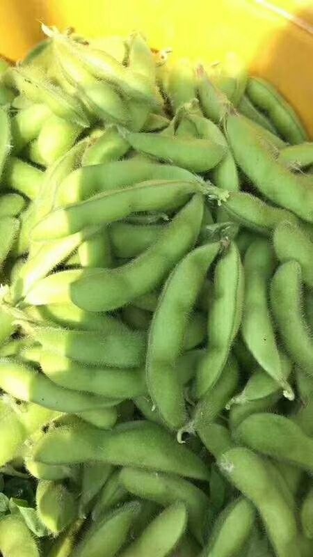 徐州 精品毛豆大量现货