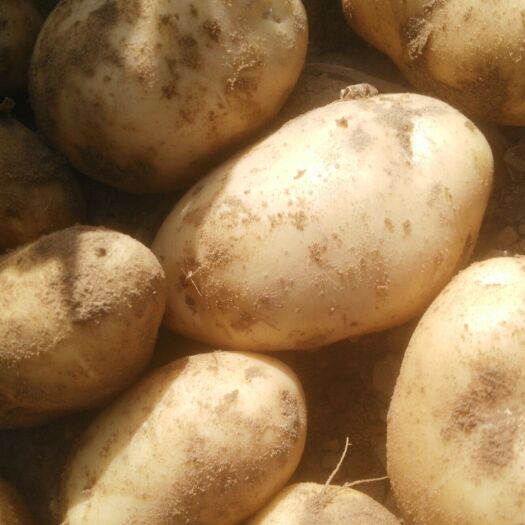 大荔县荷兰15号土豆 荷兰806货源充足，色泽鲜亮