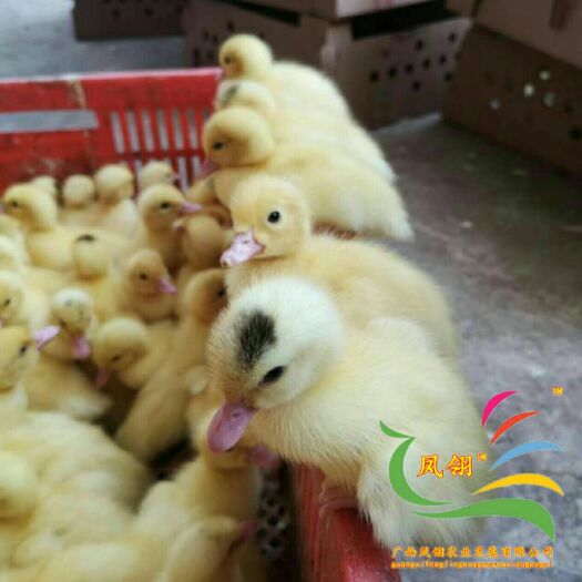 南宁大种白番鸭苗 白番鸭