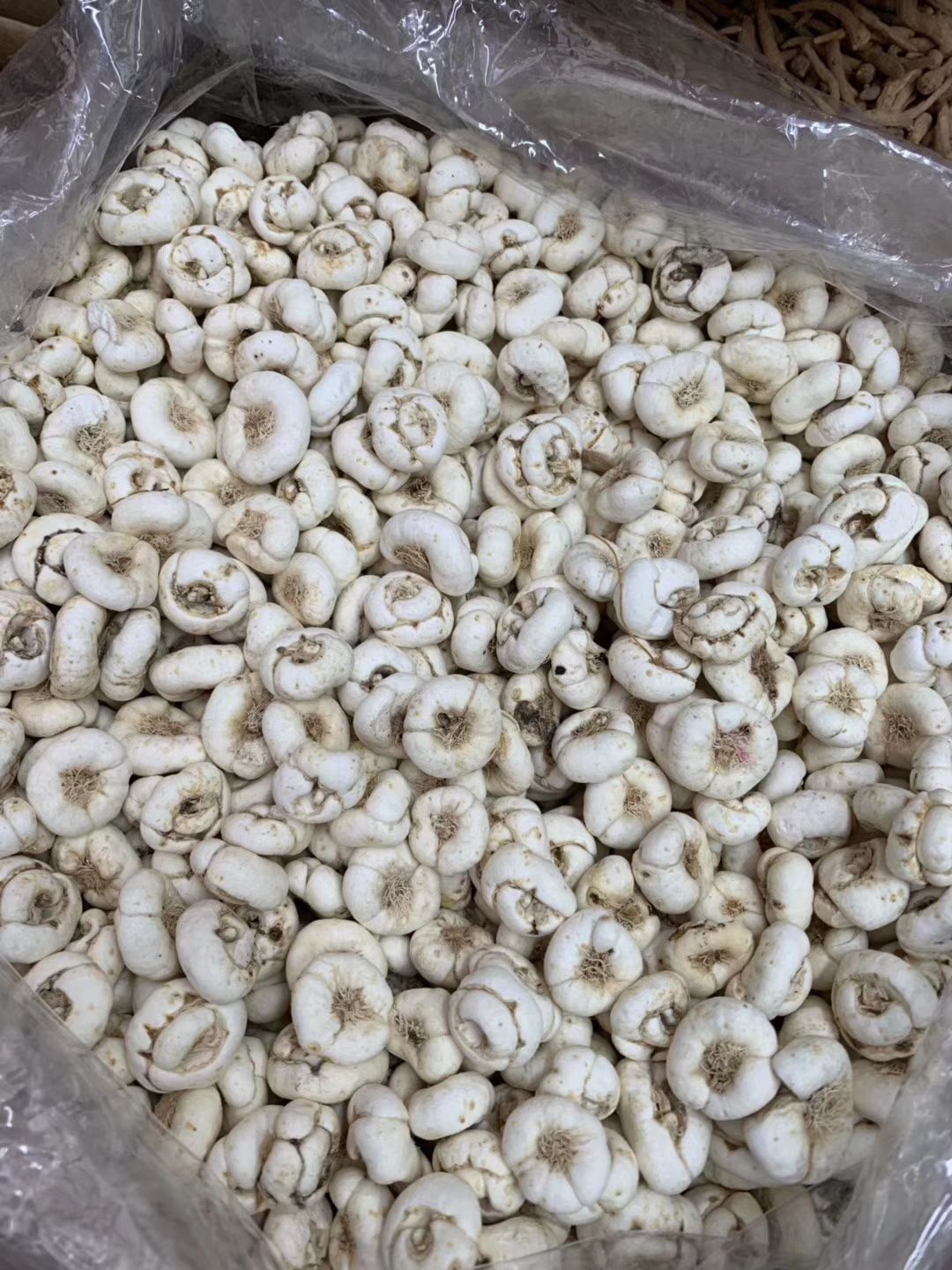 [川贝母批发]川贝母 特价大粒种植川贝。纯无硫