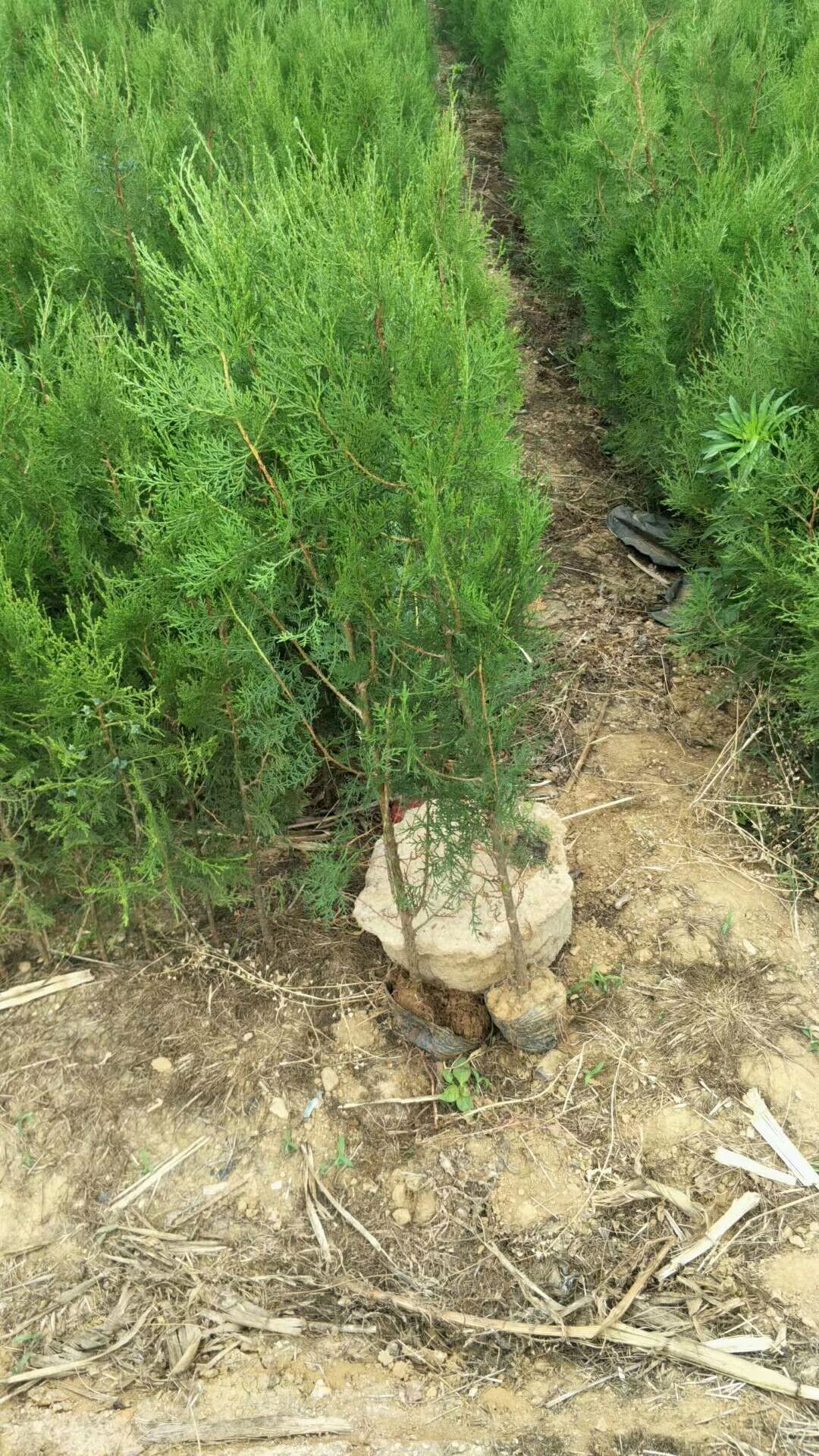 侧柏苗 1.5米杯苗侧柏