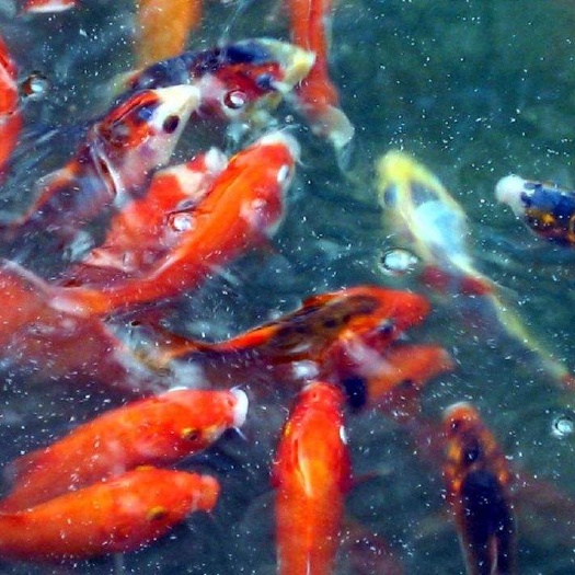 蒲江县锦鲤鱼苗  鱼苗松浦江 锦鲤 锦鯽 规格苗 支持云贵川送货 货到付款