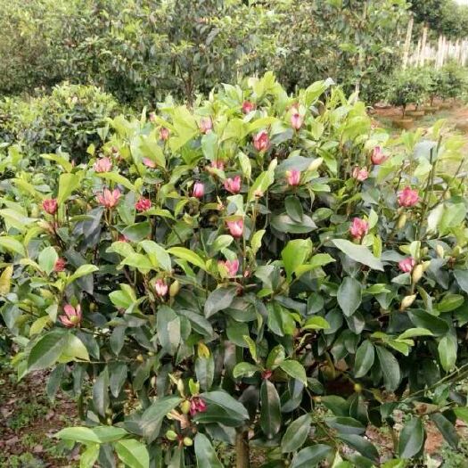 阳朔县 长期大量批发优质含笑球、茶花，龙柱碧桃等等