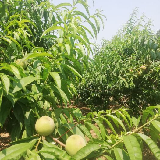 水蜜桃 自己家果园 桃子马上上市  欢迎采购