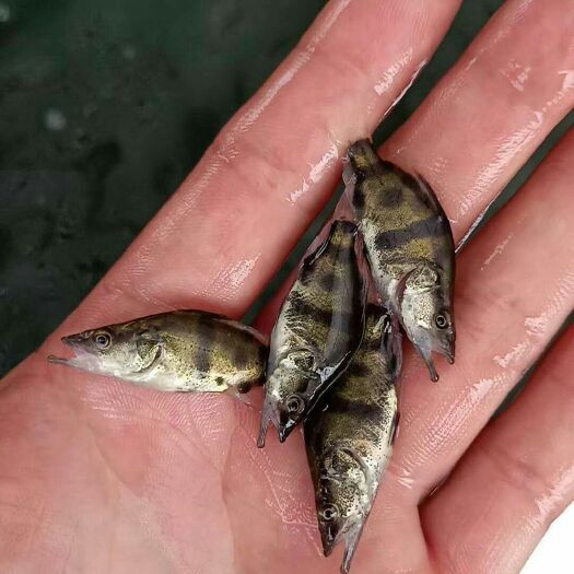 高州市 鳜鱼苗优选桂花翘嘴鳜鱼苗 淡水观赏鱼保证货到包活 爆款直销