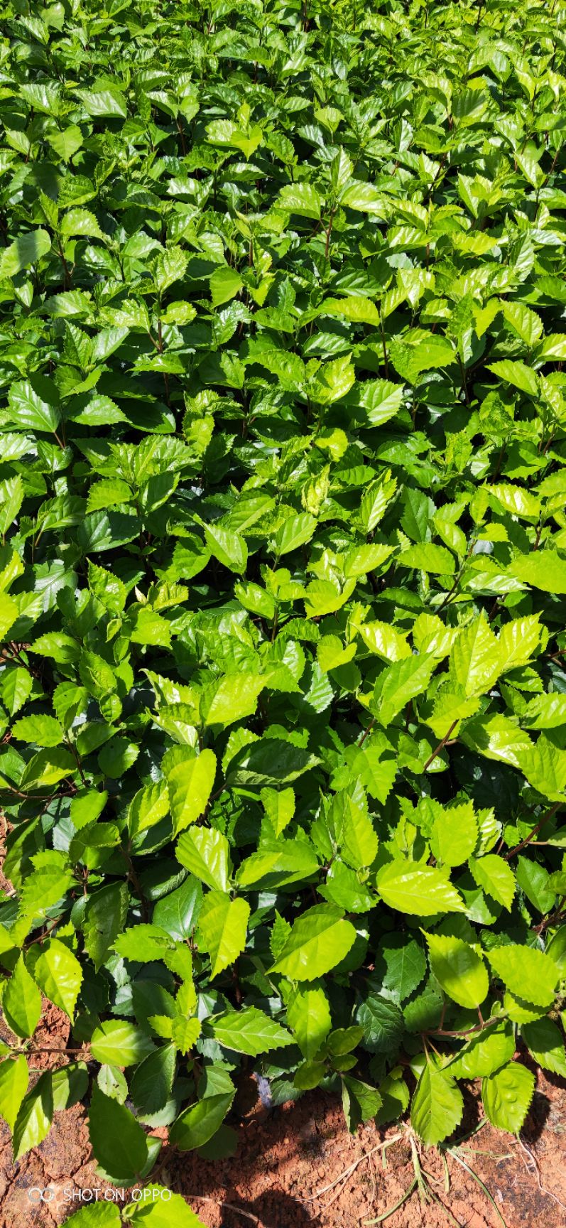 朱槿 朱瑾，扶桑花