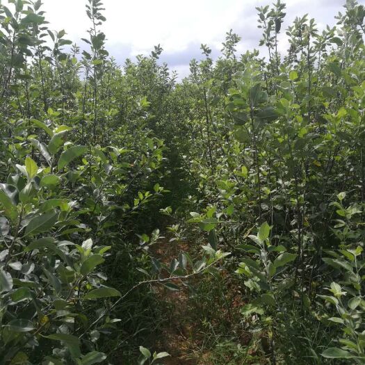 南宁 甜蜜多汁南方苹果