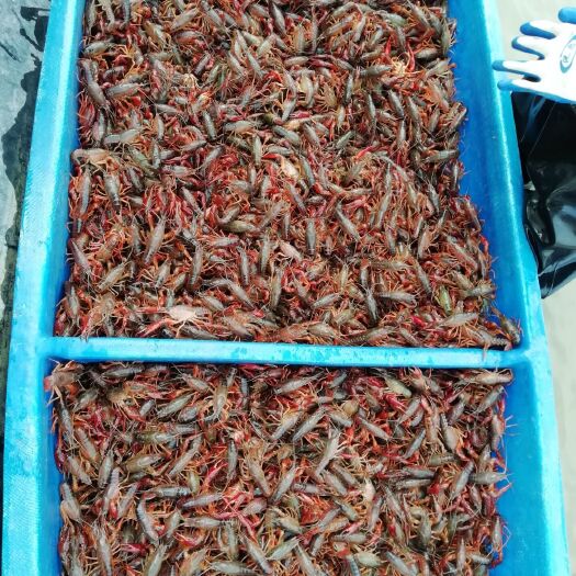 武穴市红壳小龙虾 湖北稻田虾，混合卖4-8钱，全国包邮费，保证质量，保证规格