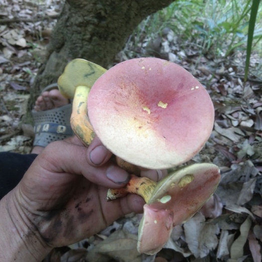 广南县 野生蘑菇。质量保证。
