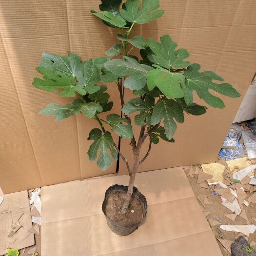 平邑县日本紫果无花果苗 无花果盆栽原盆发货 绿化 果园 带果无花果品种有保障