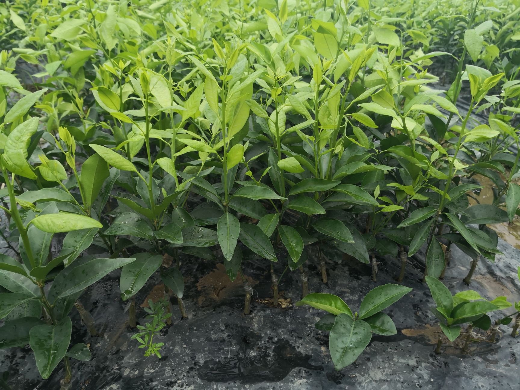 沃柑苗 长期低价供应沃柑杯苗，砂糖橘，桂夏1号，等