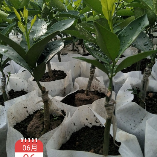荔浦市 红肉脐橙苗，纽荷尔脐橙苗