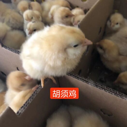 广州 胡须鸡苗  正宗品种    诚信经营